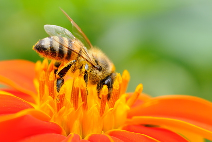 Produkt - Pyłek kwiatowy pszczeli