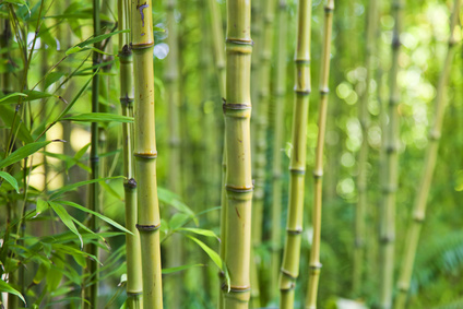 Produkt - Bambus pospolity