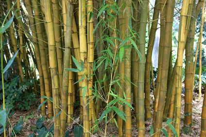 Produkt - Bambus pospolity